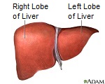 Human Liver