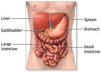 Internal Organs of Human Body